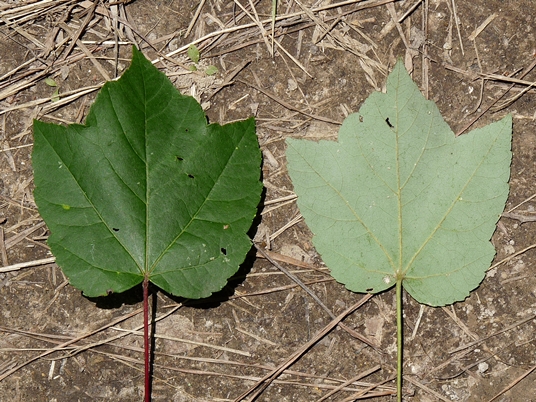 {Acer rubrum var. trilobum}